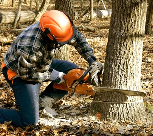 Tree Removal in Sebec, ME